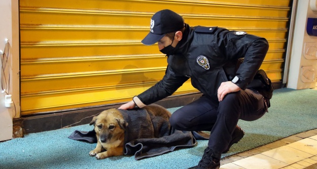 Uşak'ta polis ekipleri mama verdiği sokak hayvanlarını battaniyeye sardı