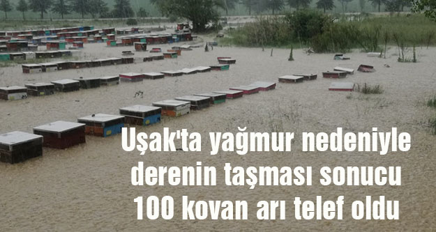 Uşak'ta yağmur nedeniyle derenin taşması sonucu 100 kovan arı telef oldu