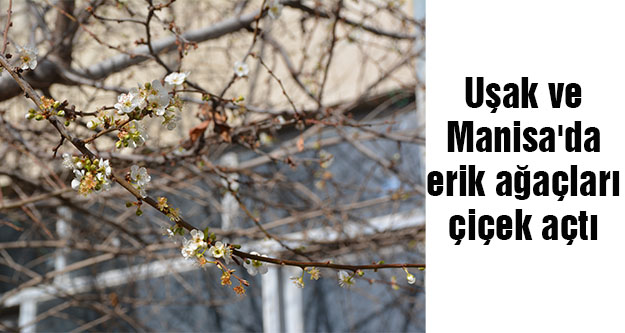 Uşak ve Manisa#039;da erik ağaçları çiçek açtı